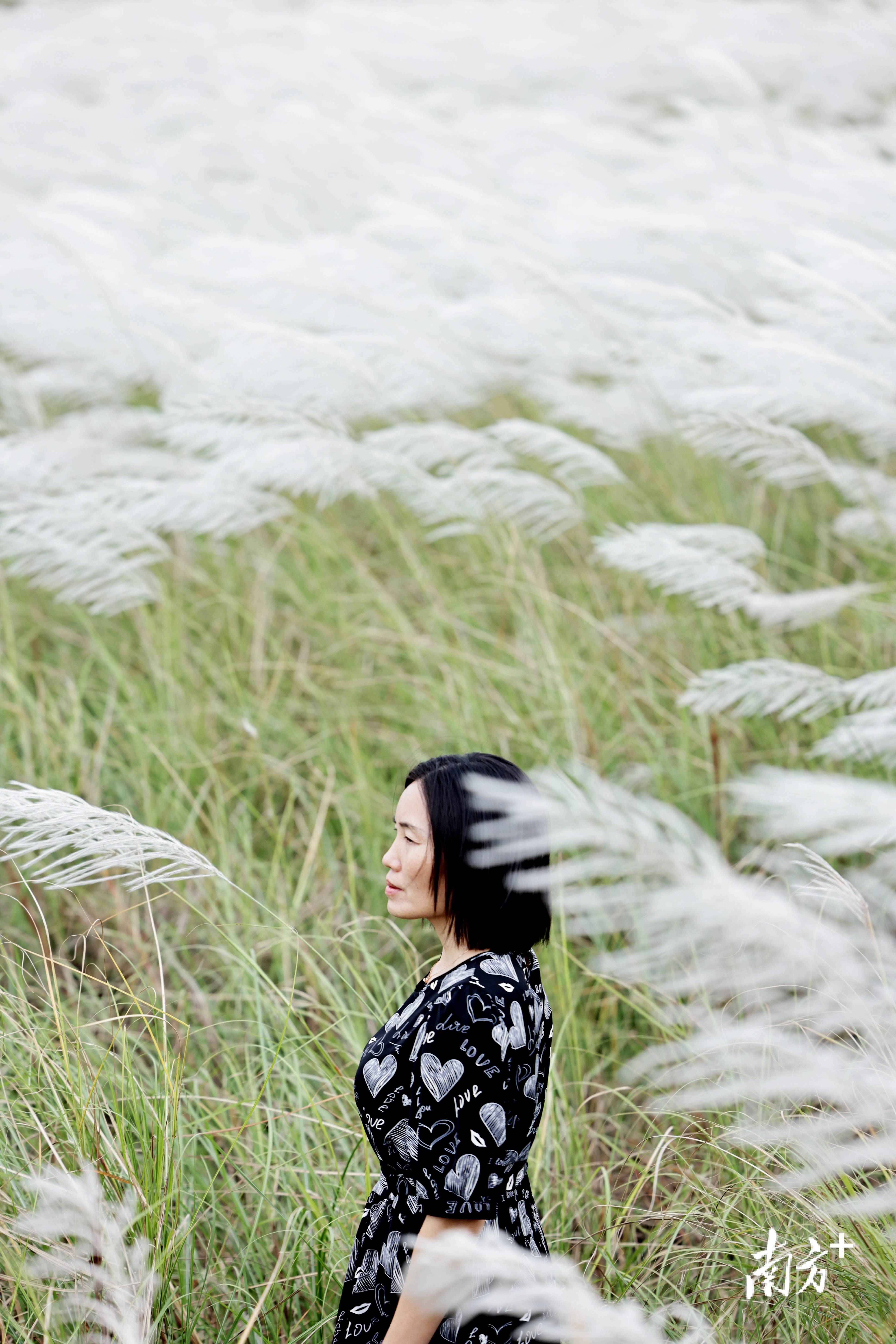 芦荻花开，来湛江吴川吴阳镇邂逅秋日浪漫｜越睇粤靓