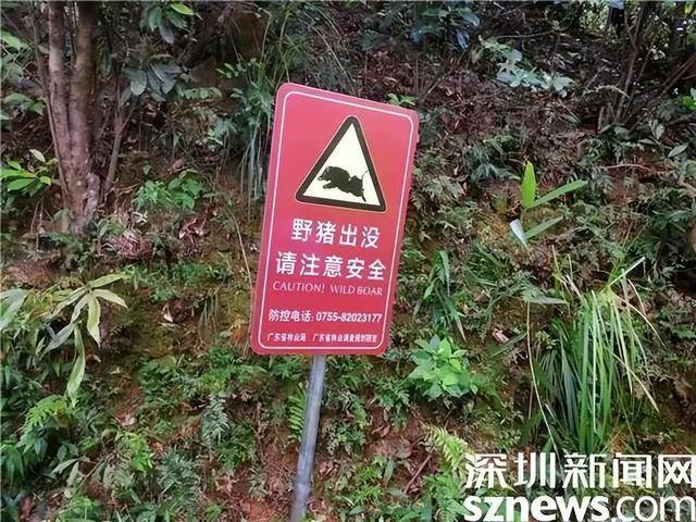 深圳梧桐山毒蛇和野猪出没，网友建议进行整治猎捕，景区回应：禁止违法猎捕野生动物