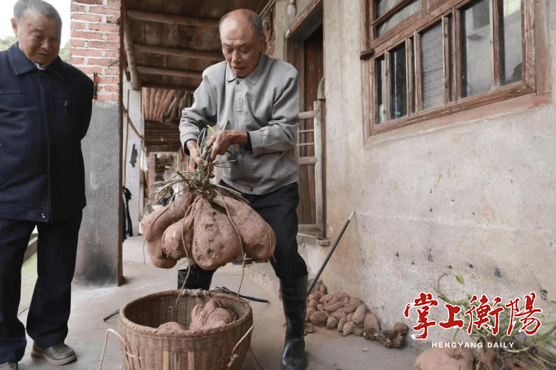 100斤！衡阳有人在地里刨出个“大家伙”