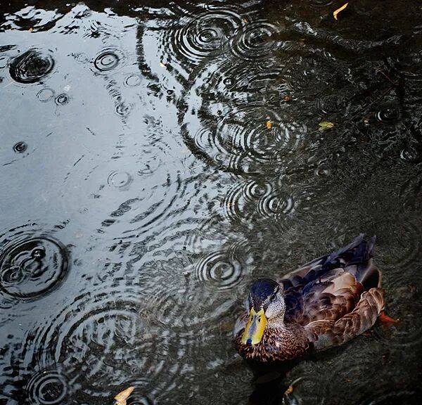 为什么下雨时，鸭子就在雨中“傻”站着一动不动？