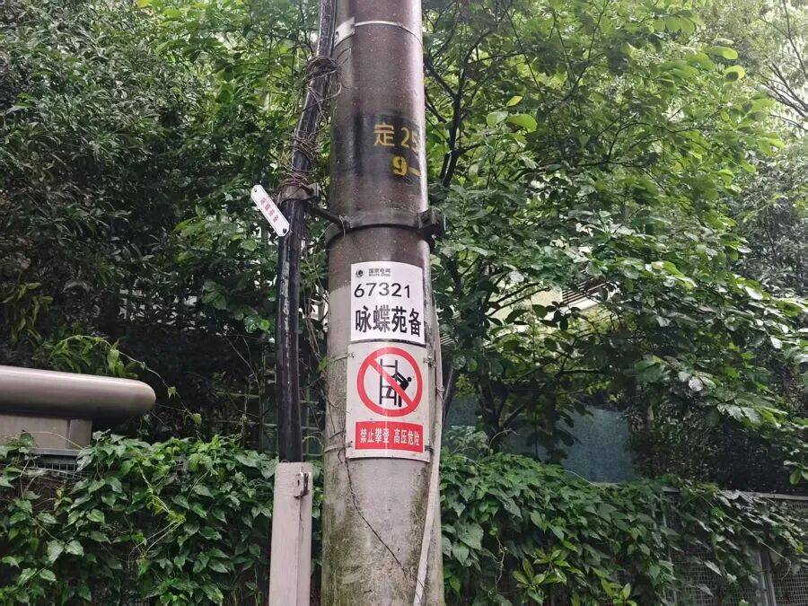 上海市中心突发!大风大雨,一棵10米高的老槐树,压在1万伏高压线上,旁边就是敬老院