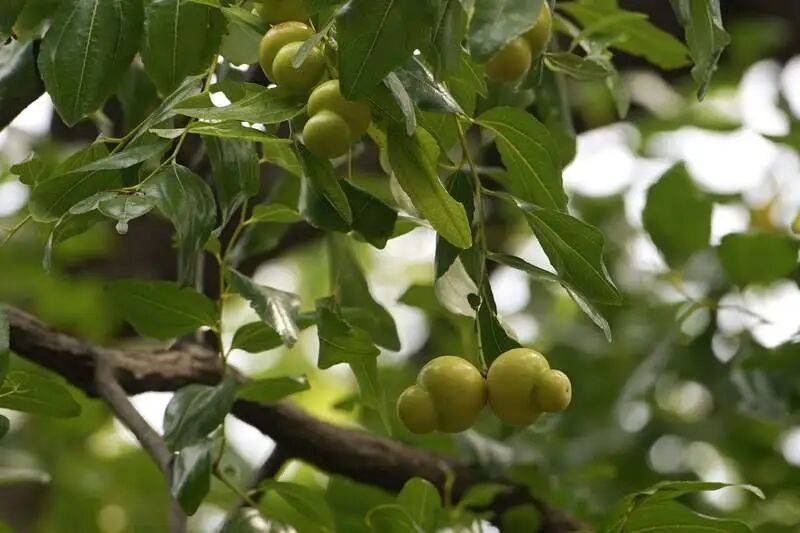 北京西城这两棵老枣树品种很少见,果实都是“葫芦娃”
