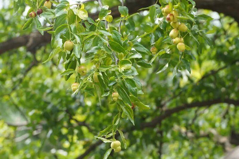 北京西城这两棵老枣树品种很少见,果实都是“葫芦娃”